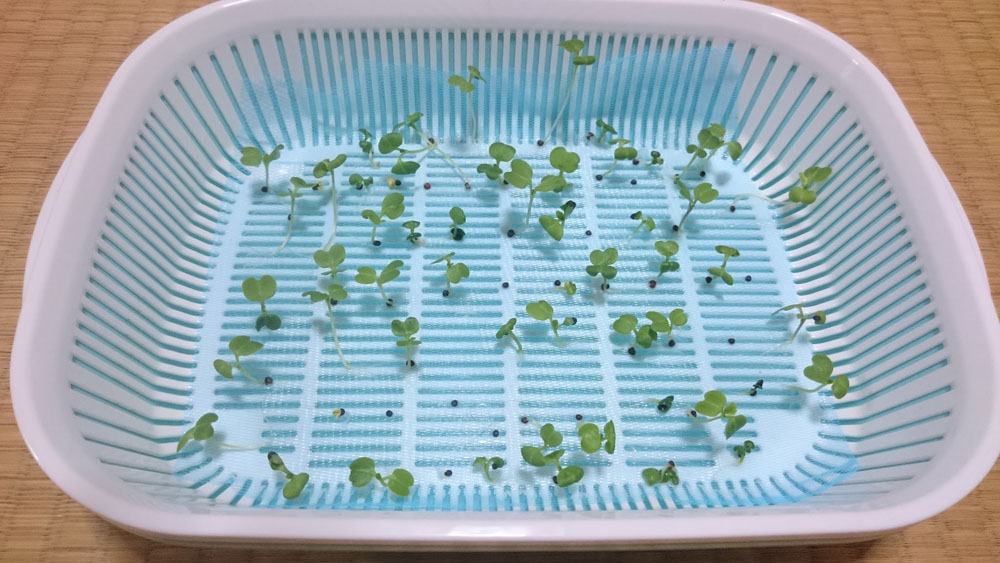 水切り容器で小松菜　10日目　本葉が徐々に出てきてます