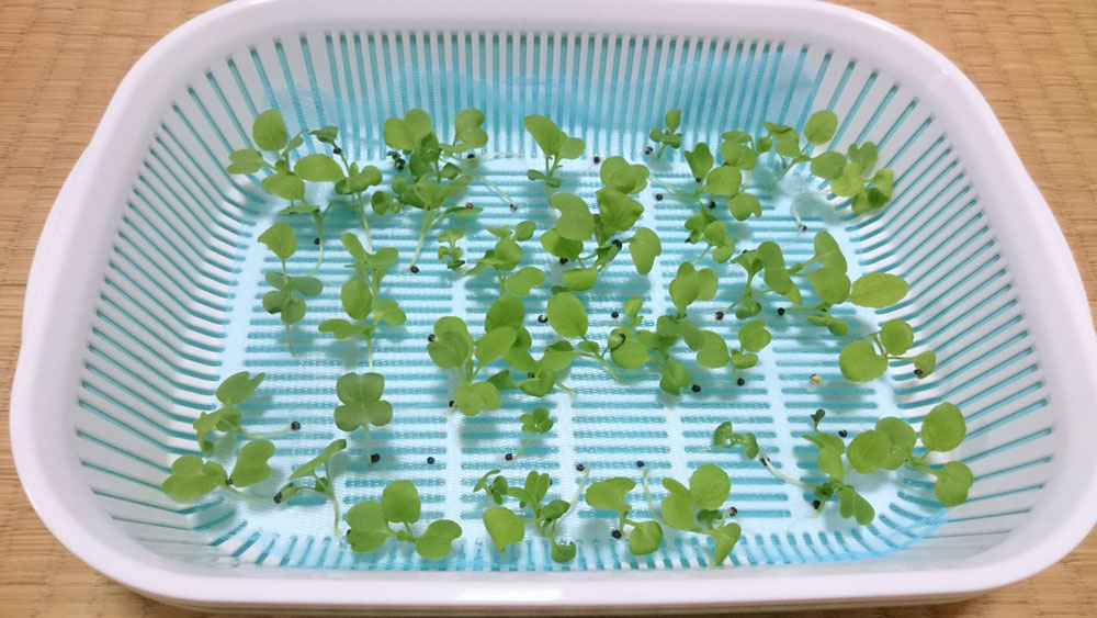 水切り容器で小松菜　15日目　葉が少し大きくなって気がします