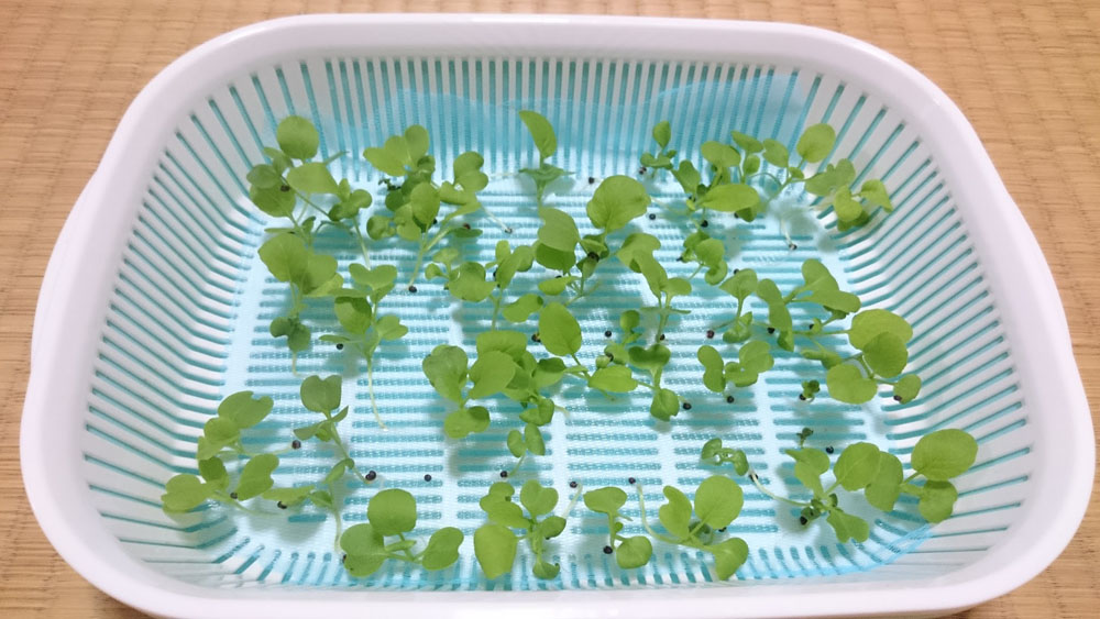 水切り容器で小松菜　16日目　全体的に少しづつ成長